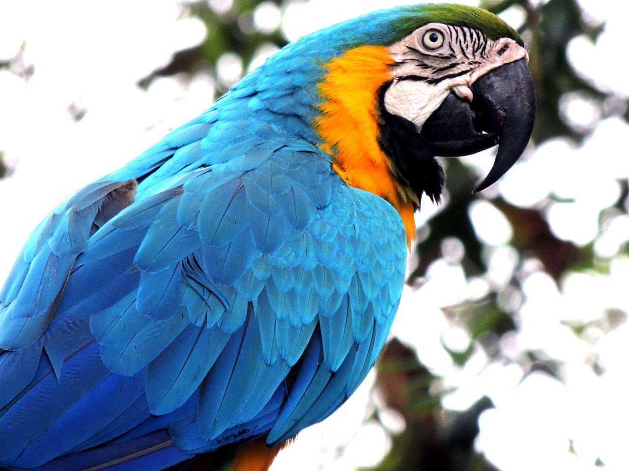 Blue macaw wallpaper 1280x960