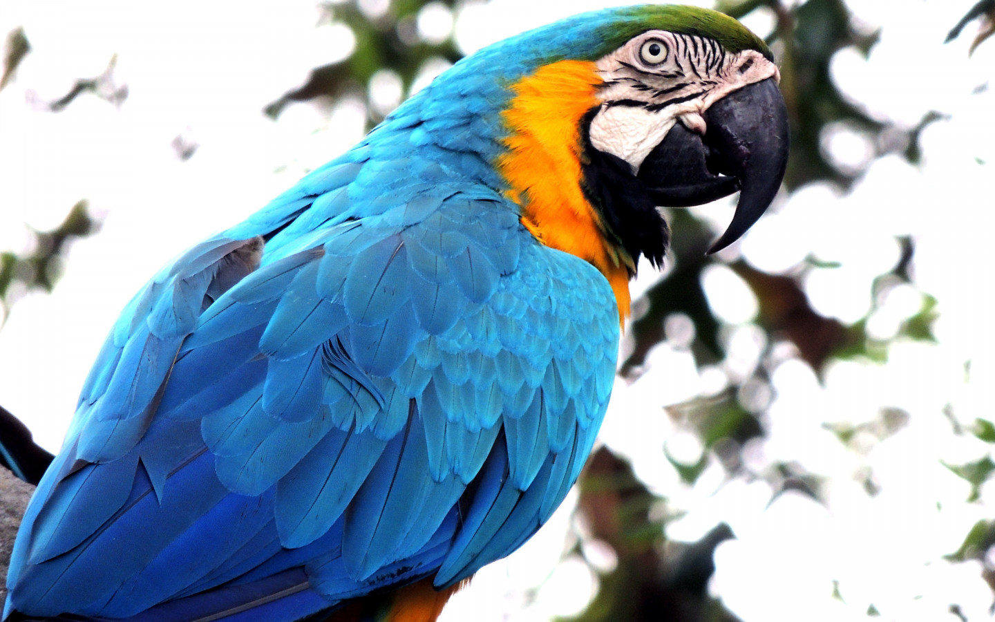 Blue macaw wallpaper 1440x900