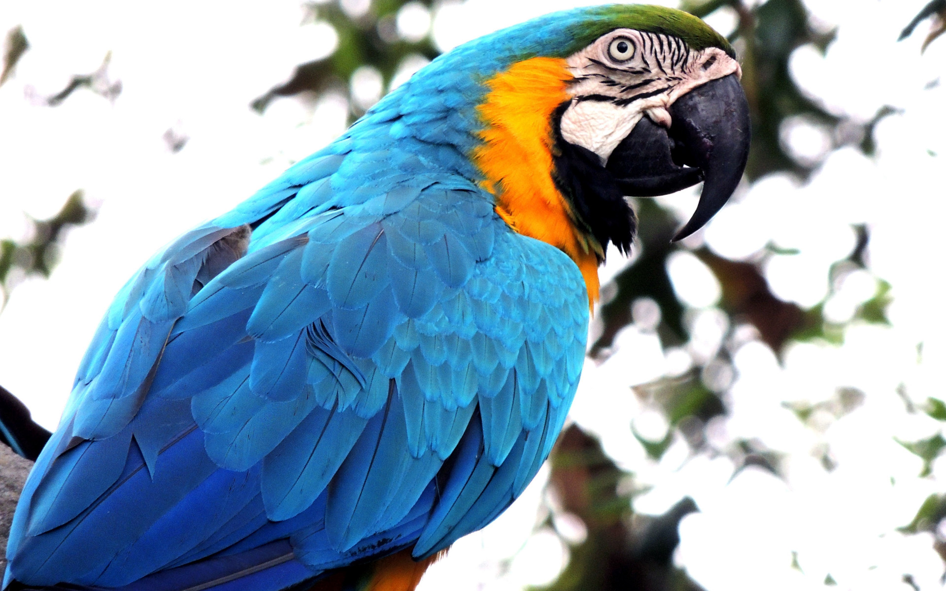 Blue macaw wallpaper 1920x1200