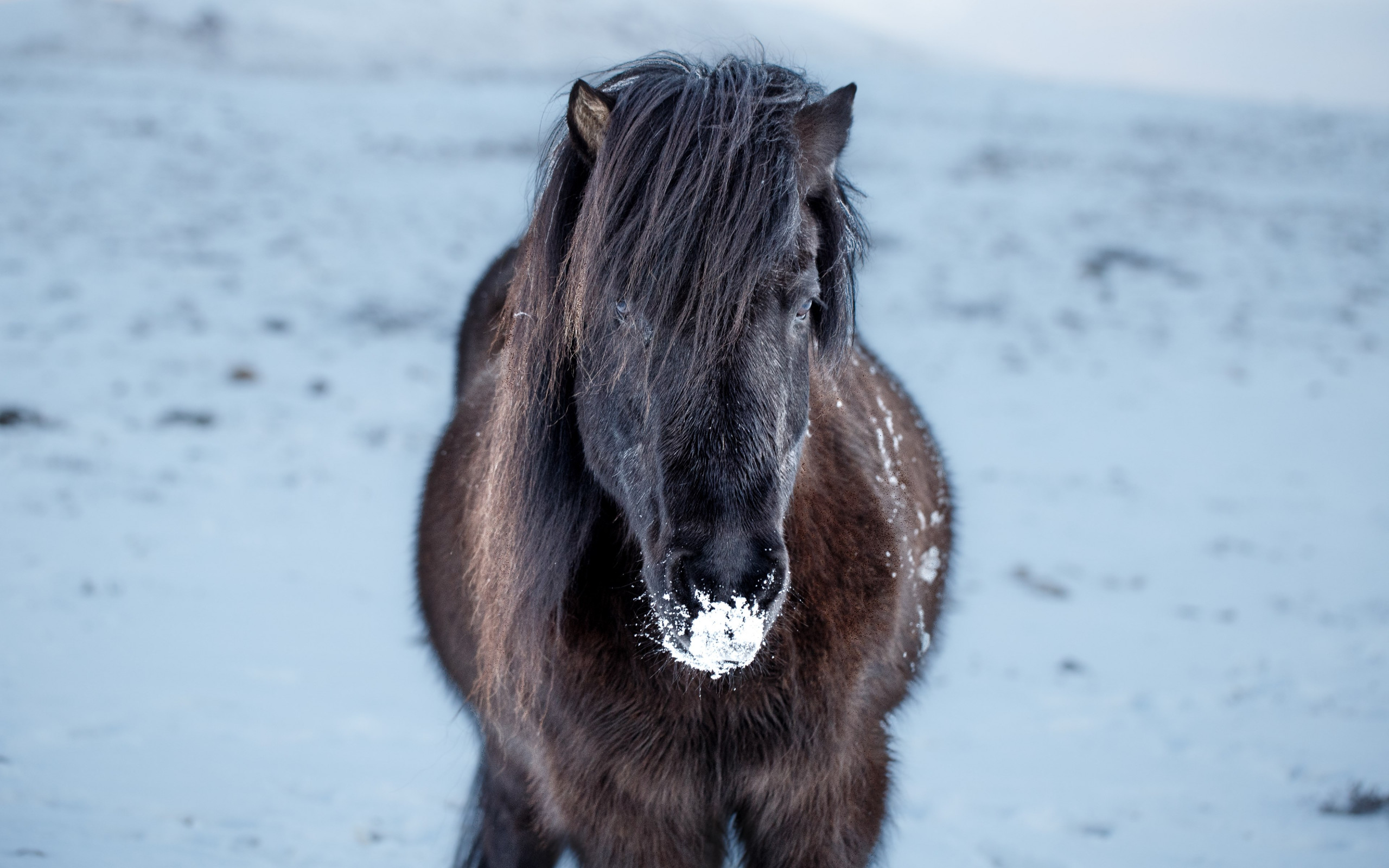 Icelandic horse wallpaper 2560x1600