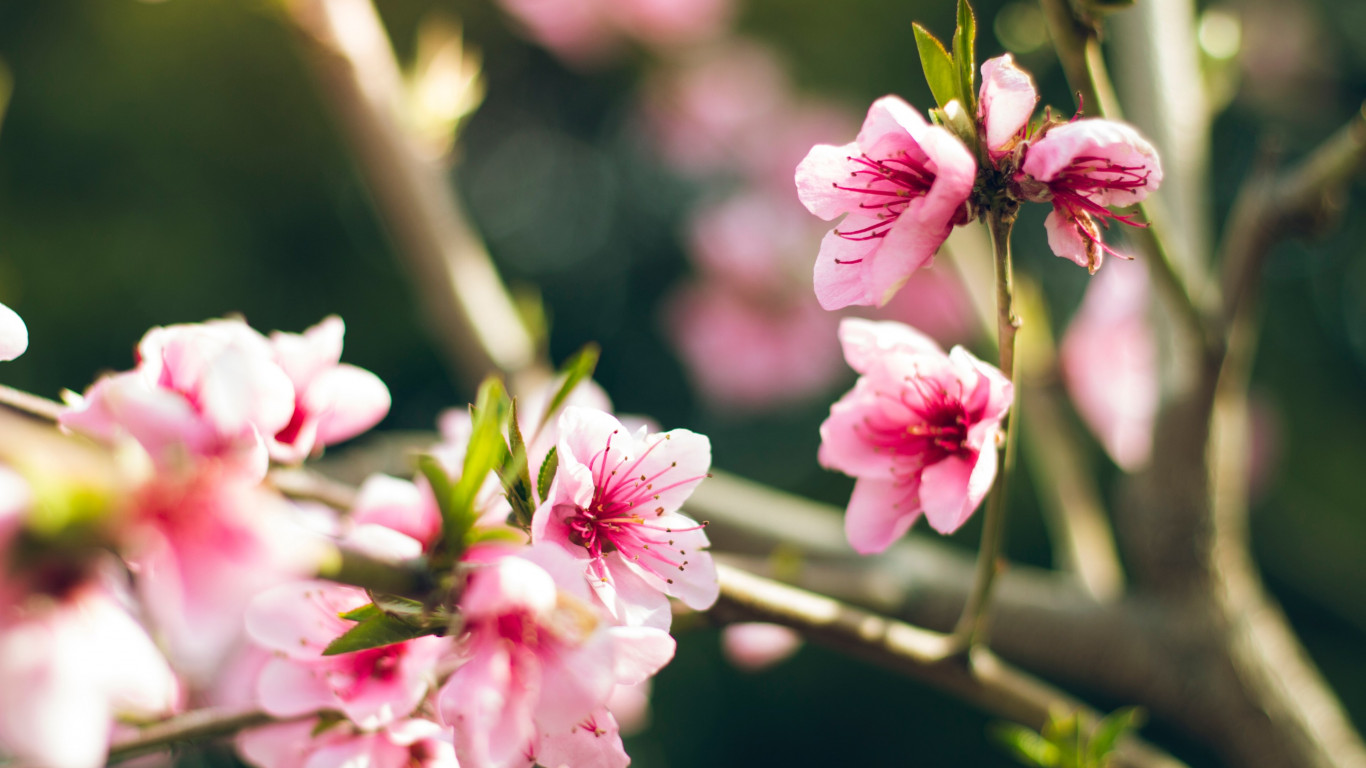 Natural flowers in tree wallpaper 1366x768