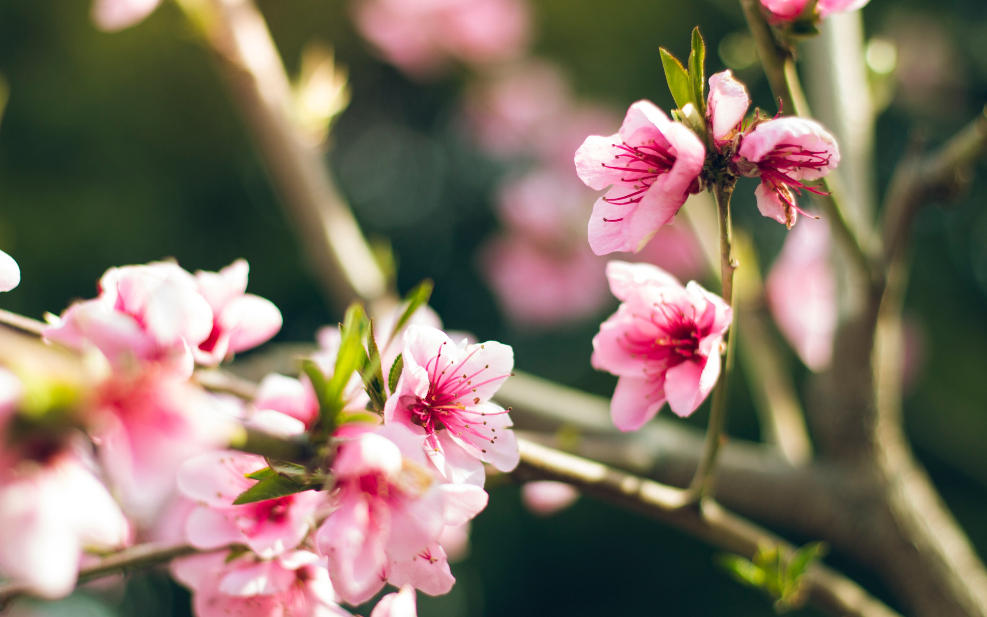 Natural flowers in tree wallpaper 1920x1200