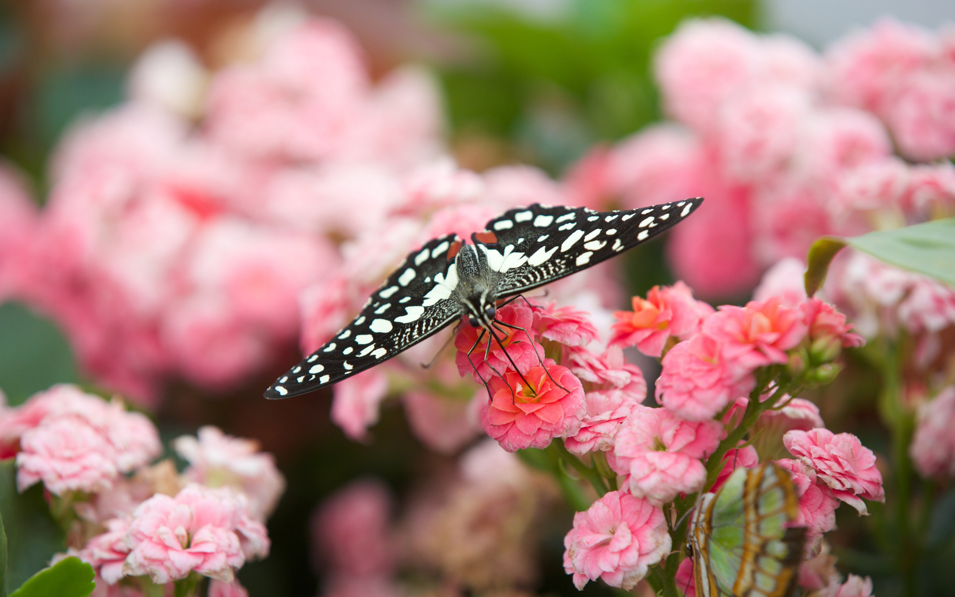 Black butterfly on pink flowers wallpaper 3840x2400
