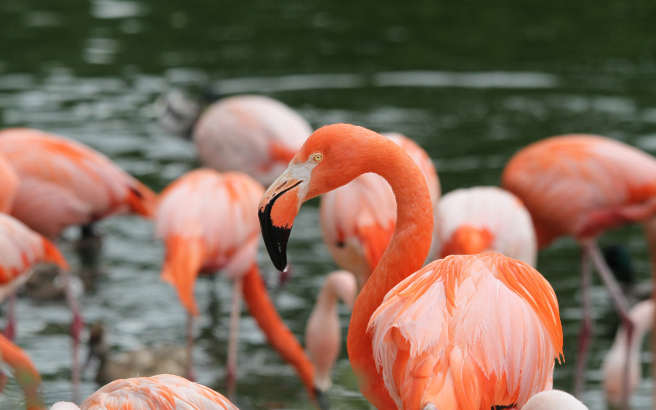Flamingos wallpaper 1280x800