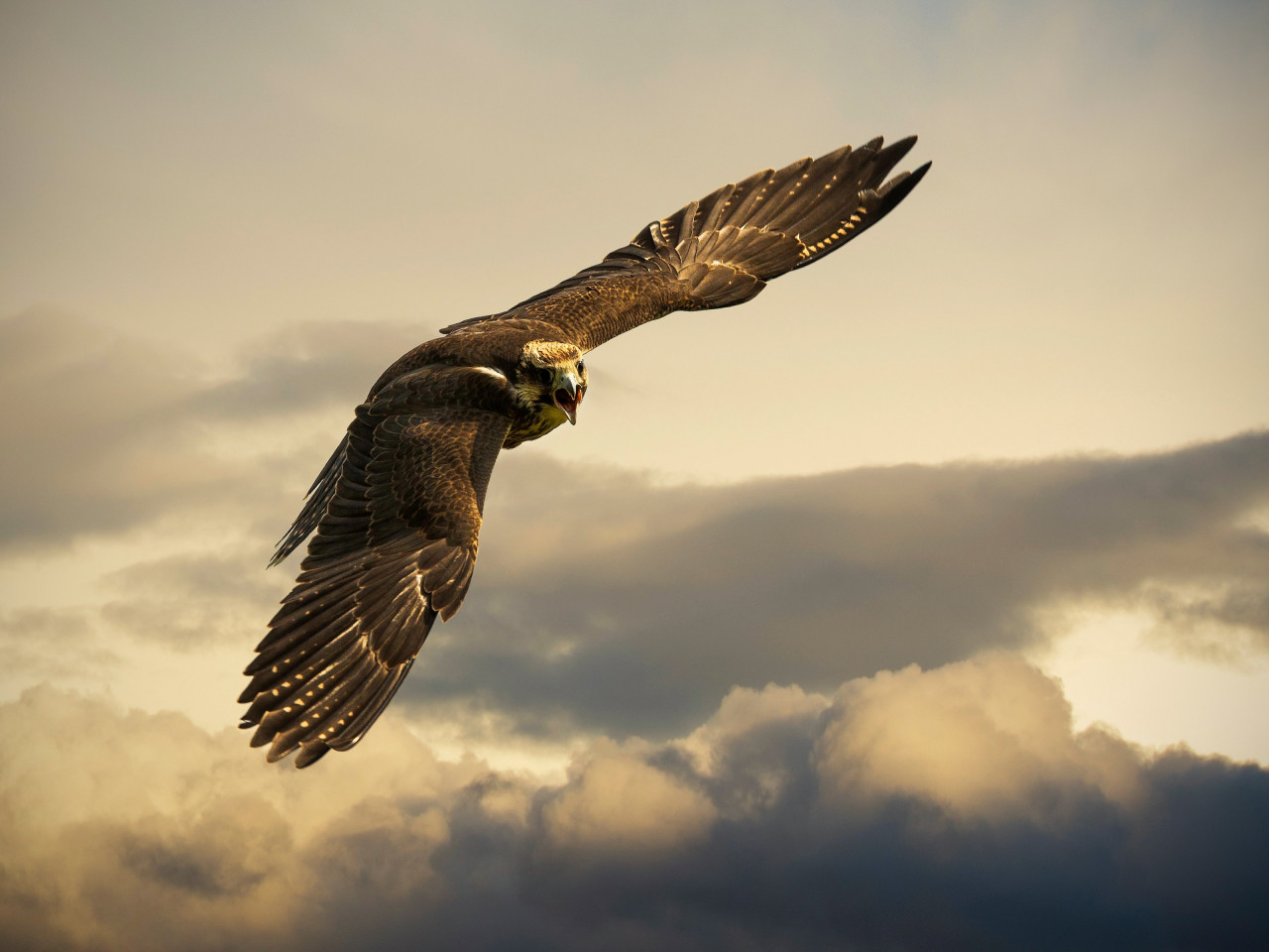 Flying hawk wallpaper 1280x960