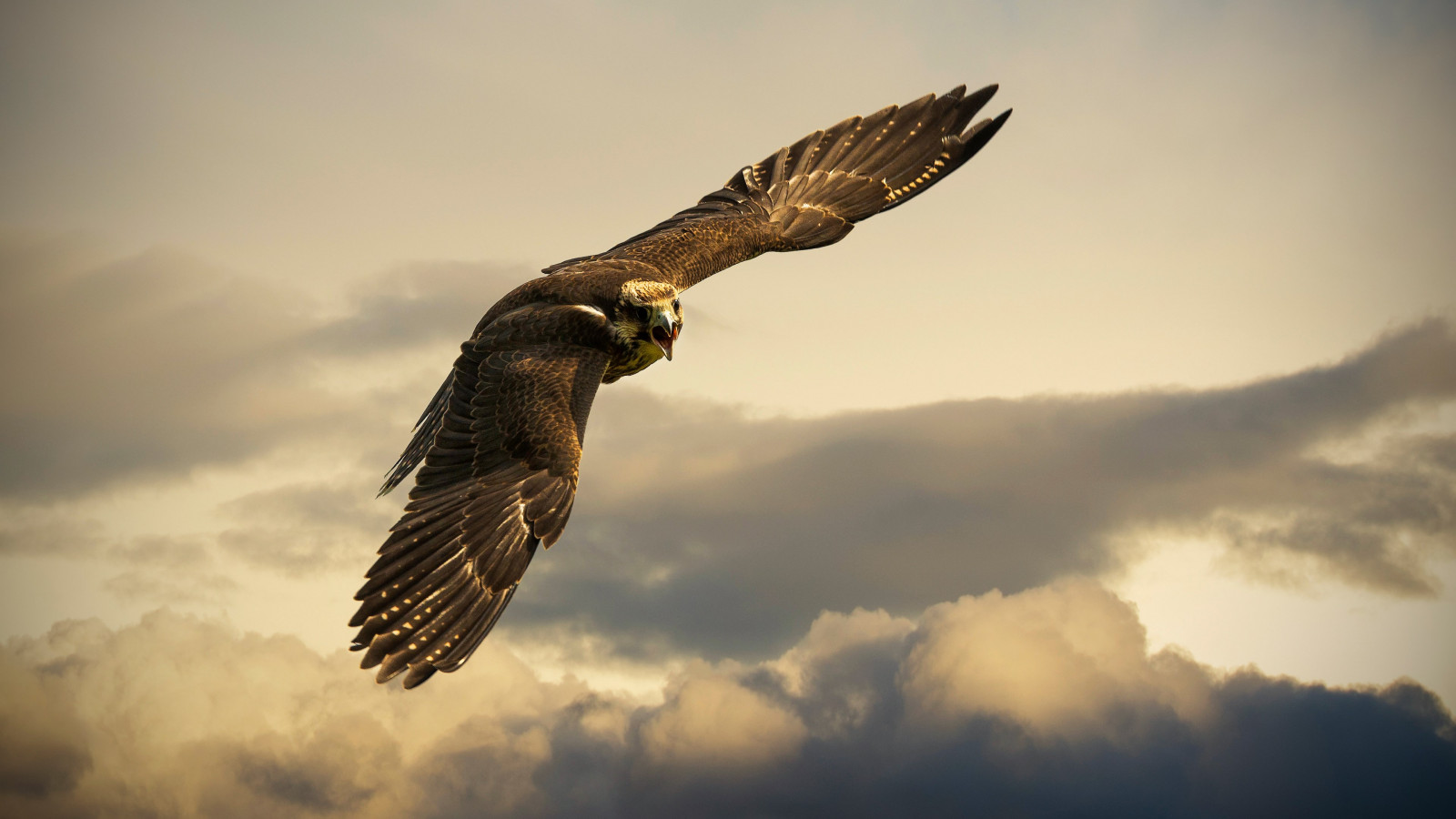 Flying hawk wallpaper 1600x900