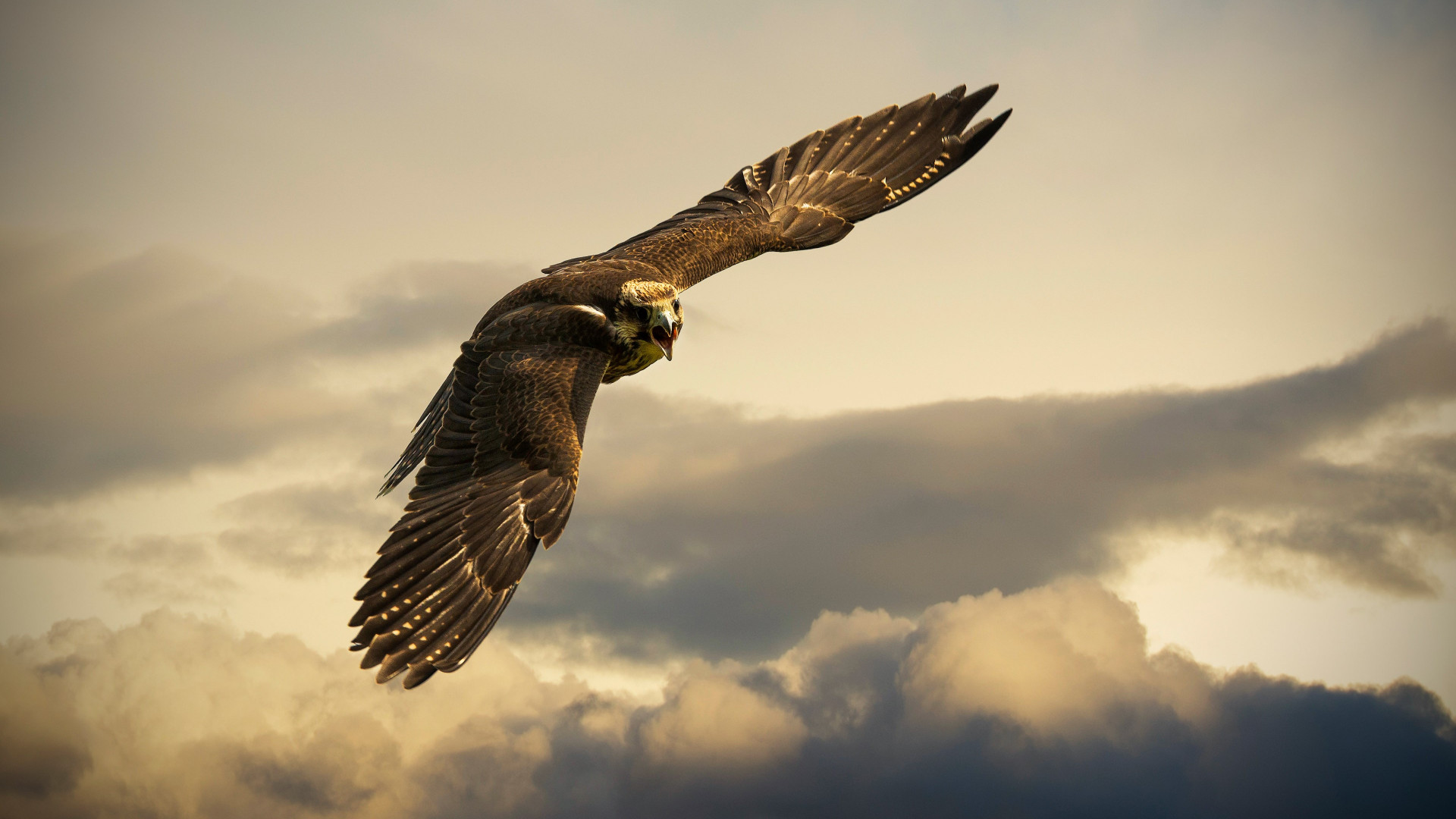 Download wallpaper: Flying hawk 1920x1080