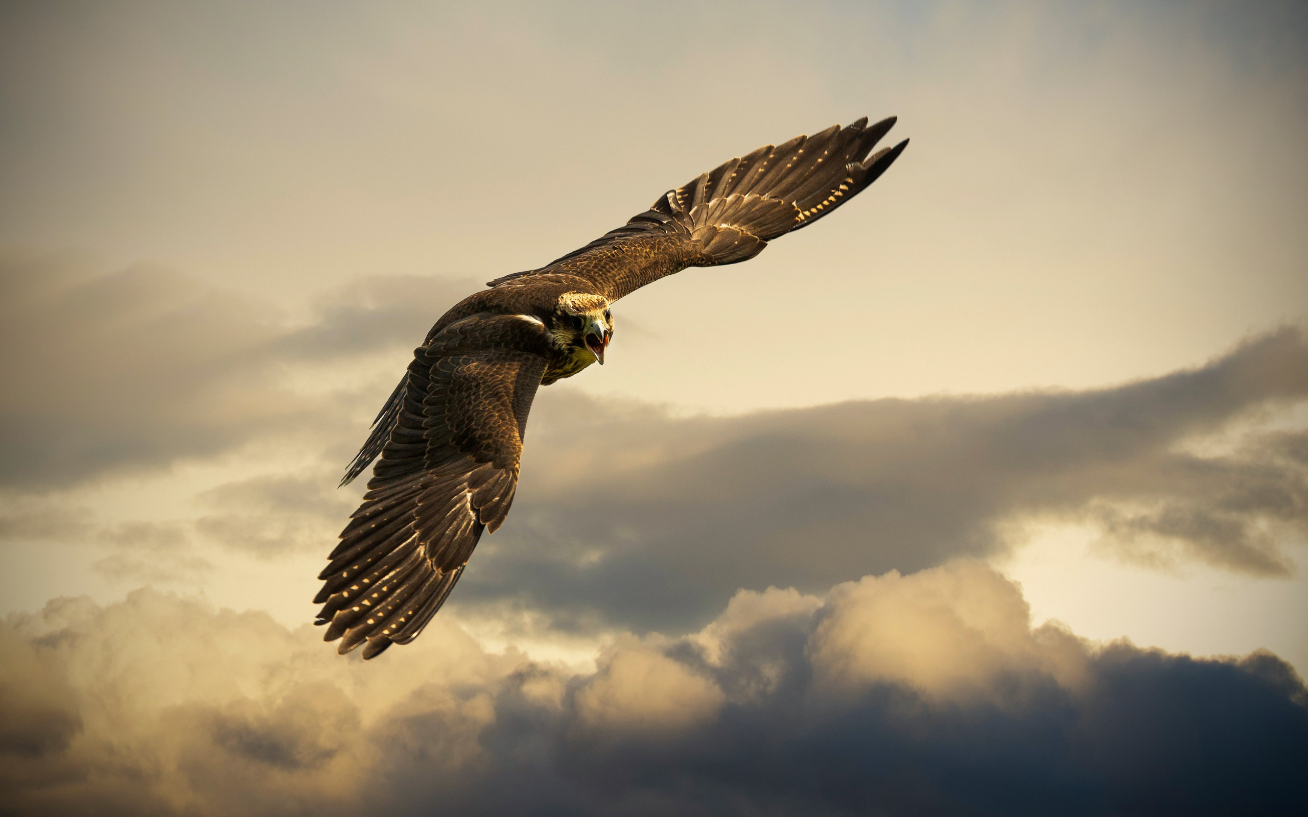 Flying hawk wallpaper 2560x1600