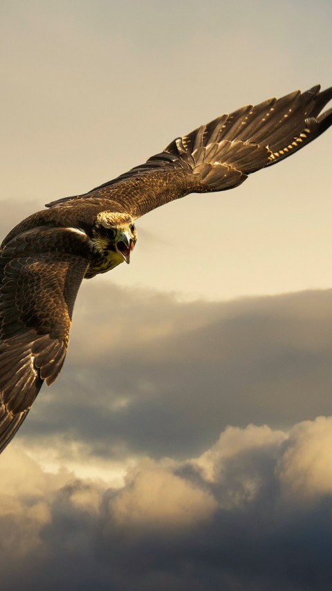 Flying hawk wallpaper 480x854