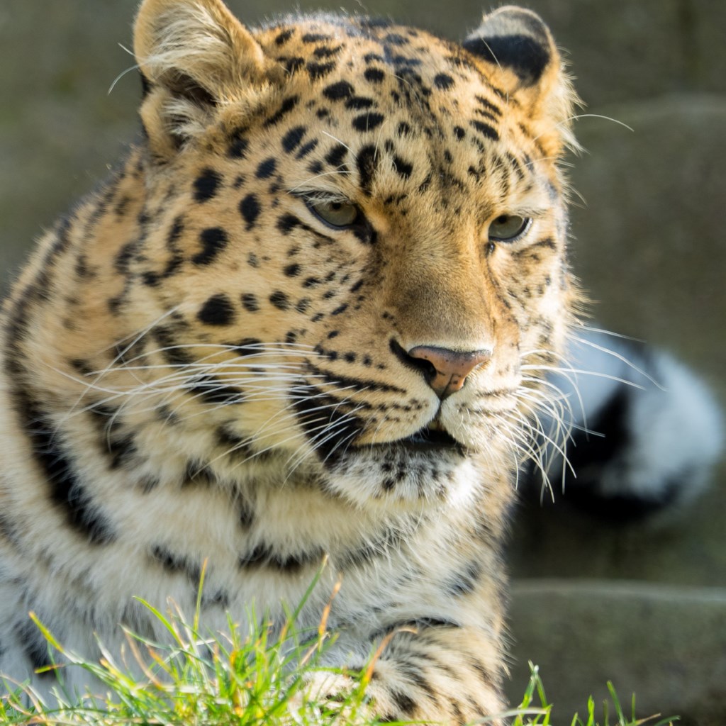 Amur leopard wallpaper 1024x1024