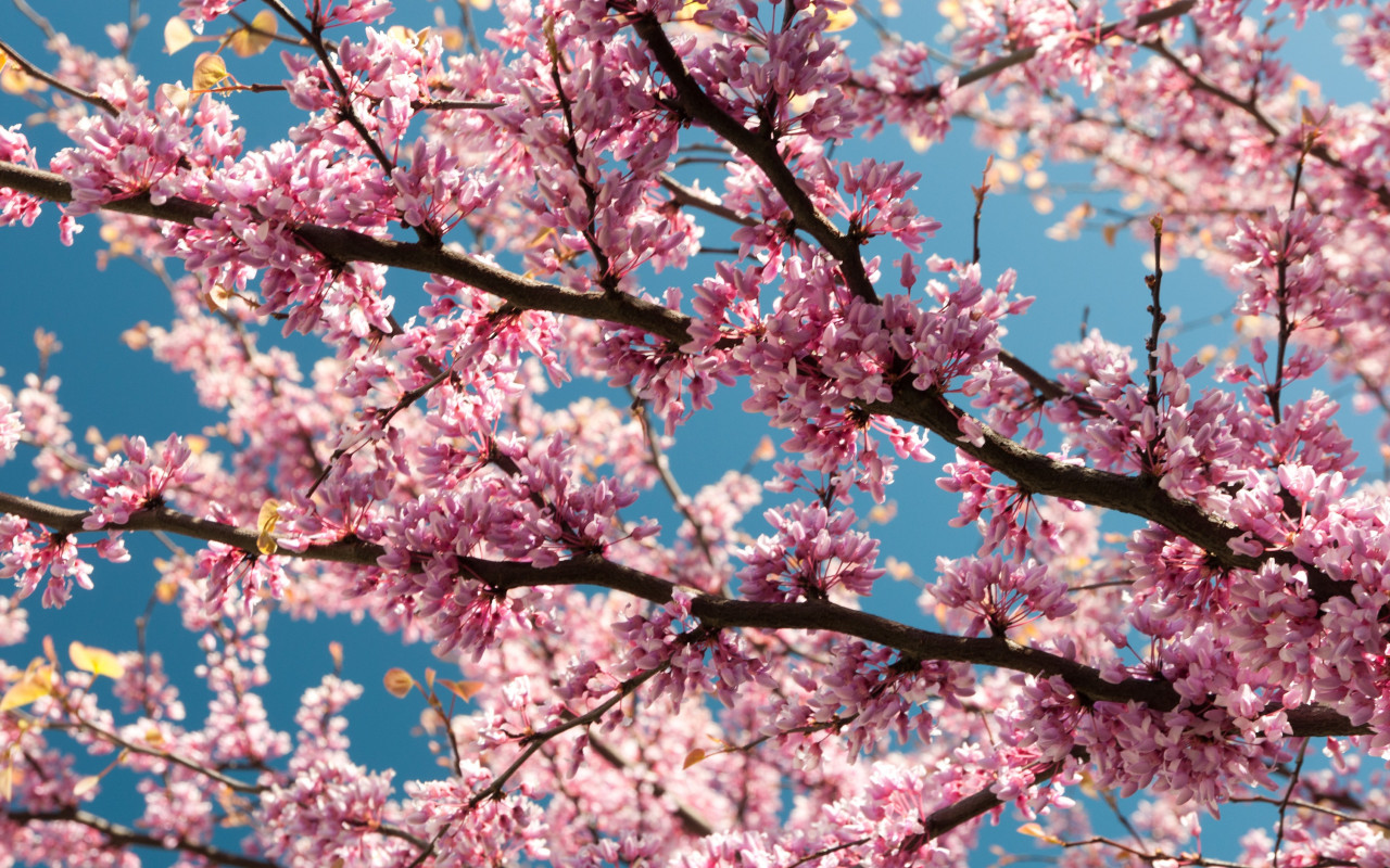 Pink blossoms wallpaper 1280x800