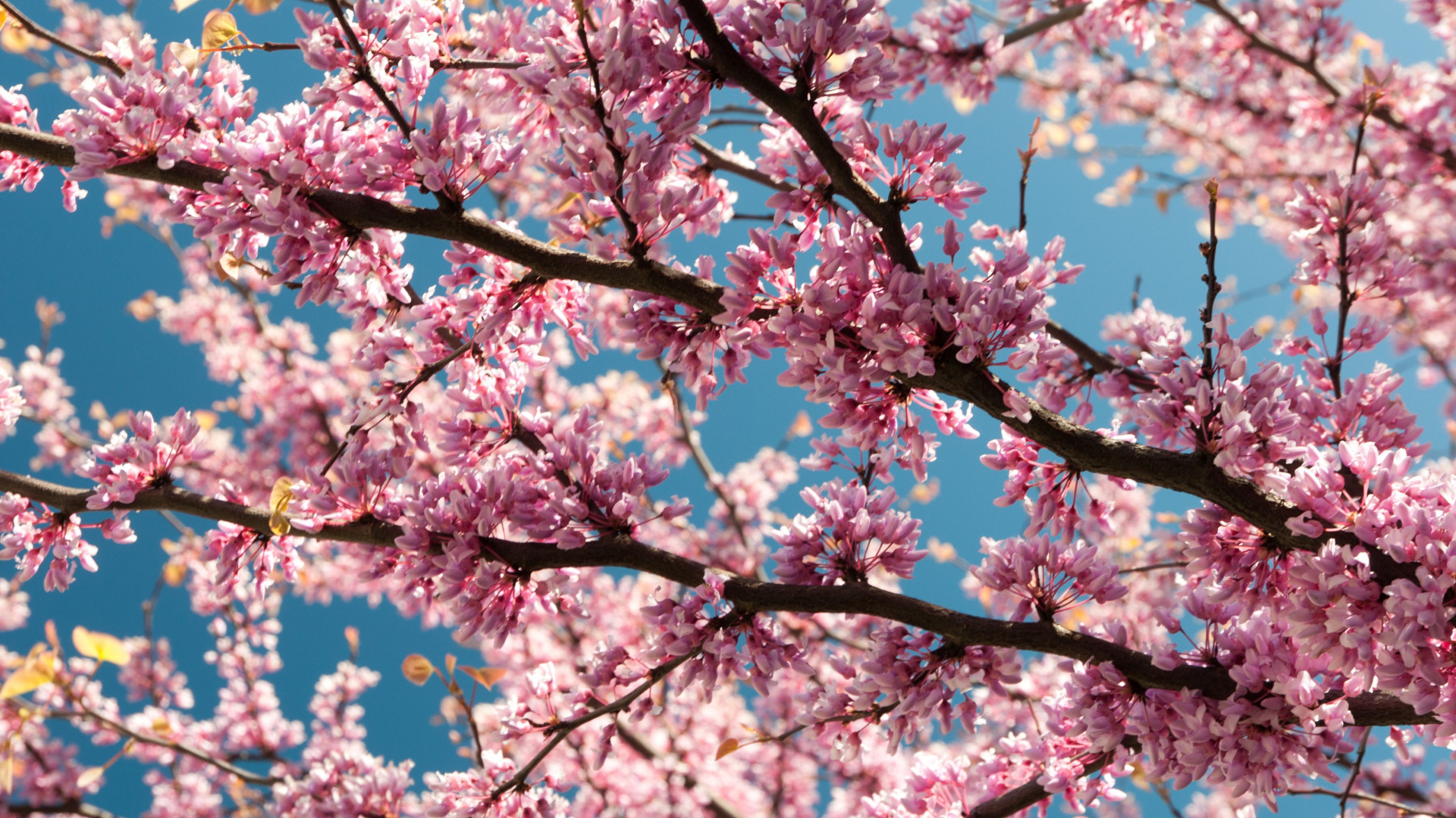 Pink blossoms wallpaper 1920x1080