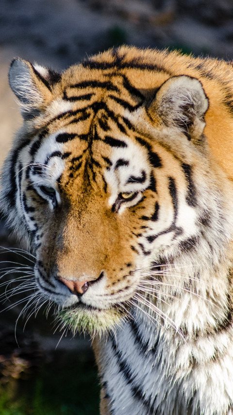Siberian tiger at Zoo wallpaper 480x854