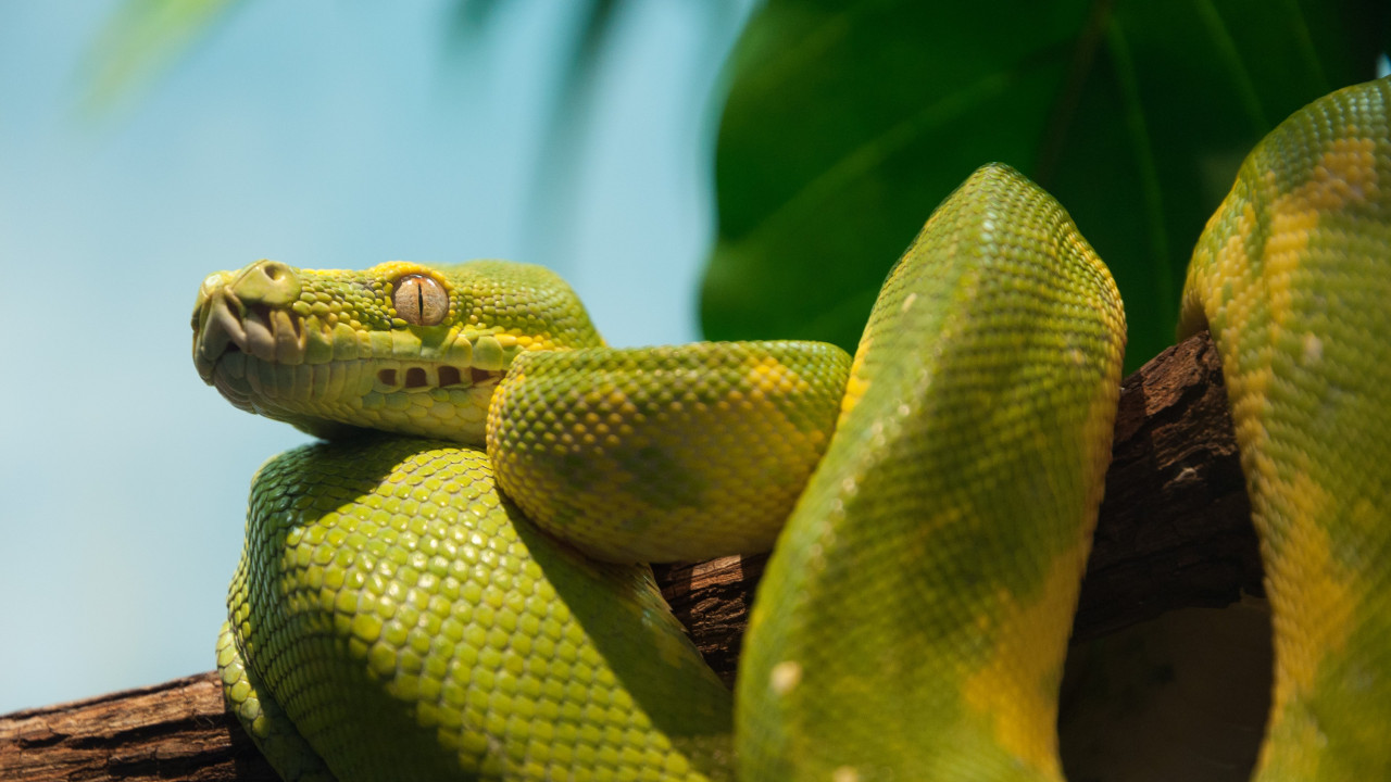 Green python wallpaper 1280x720