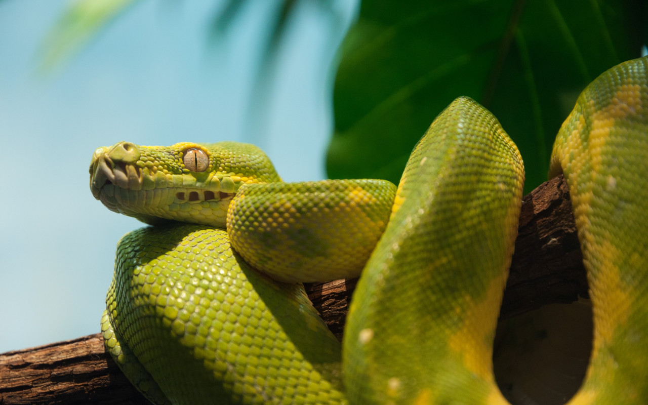 Green python wallpaper 1280x800