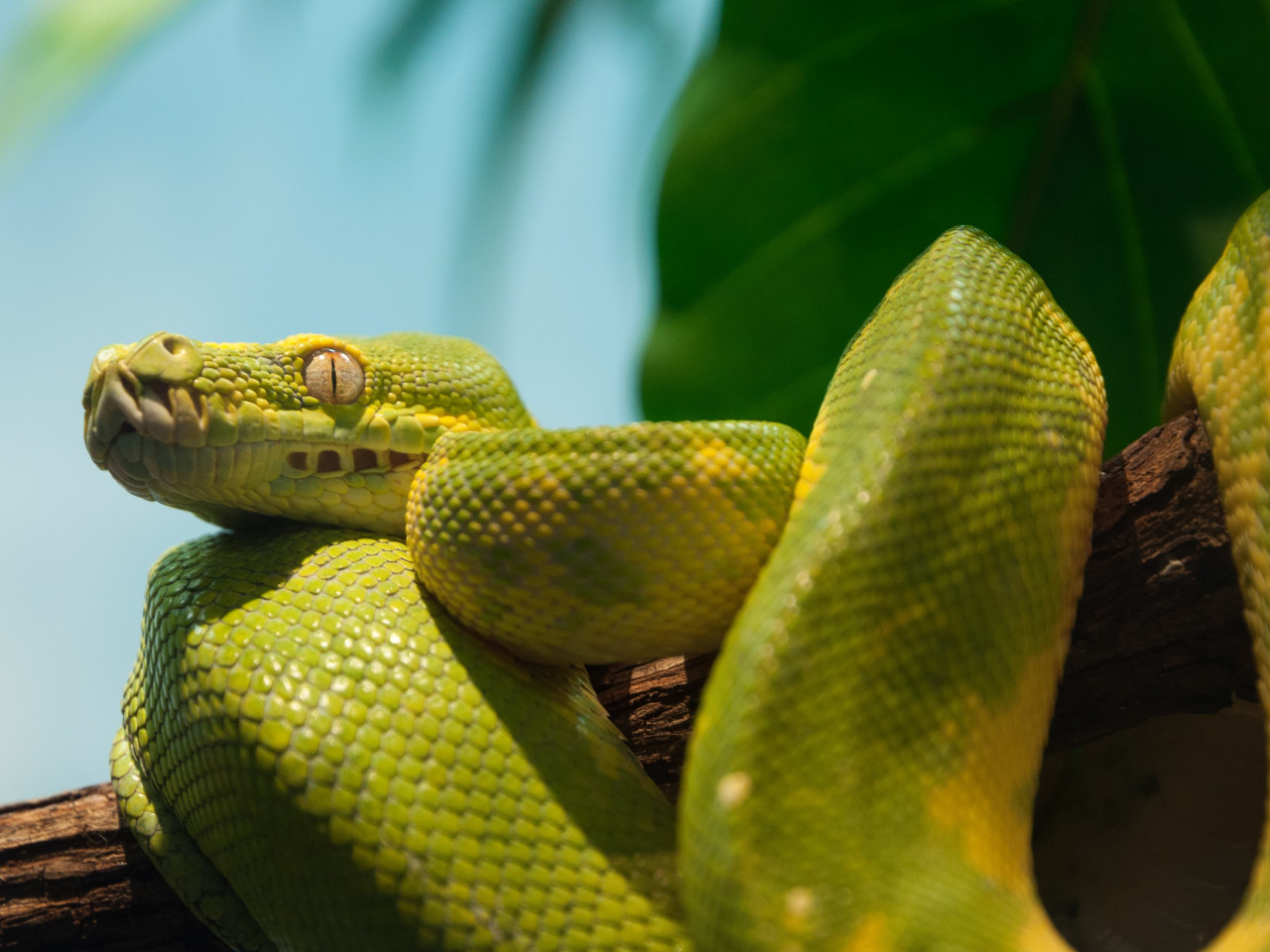 Green python wallpaper 1280x960