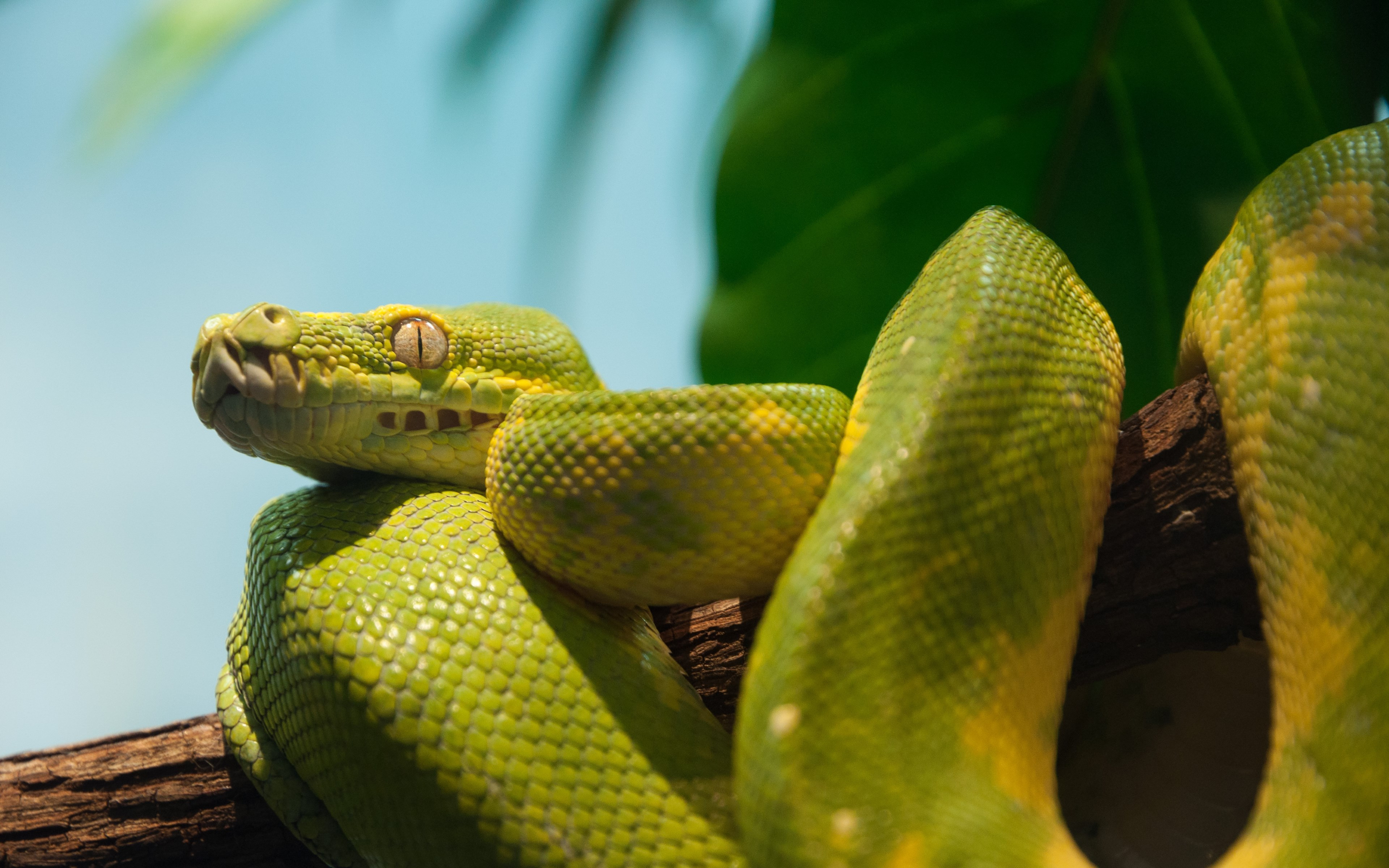 Green python wallpaper 3840x2400