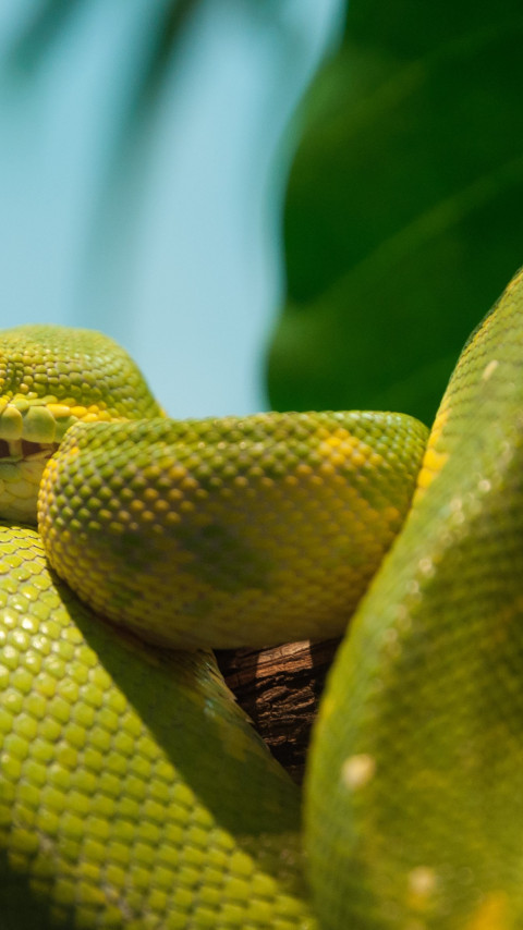 Green python wallpaper 480x854