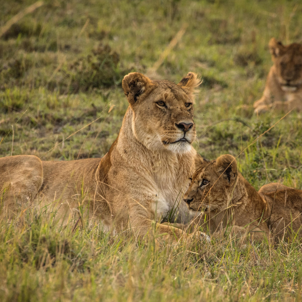 Lioness with cubs from Serengeti wallpaper 1024x1024