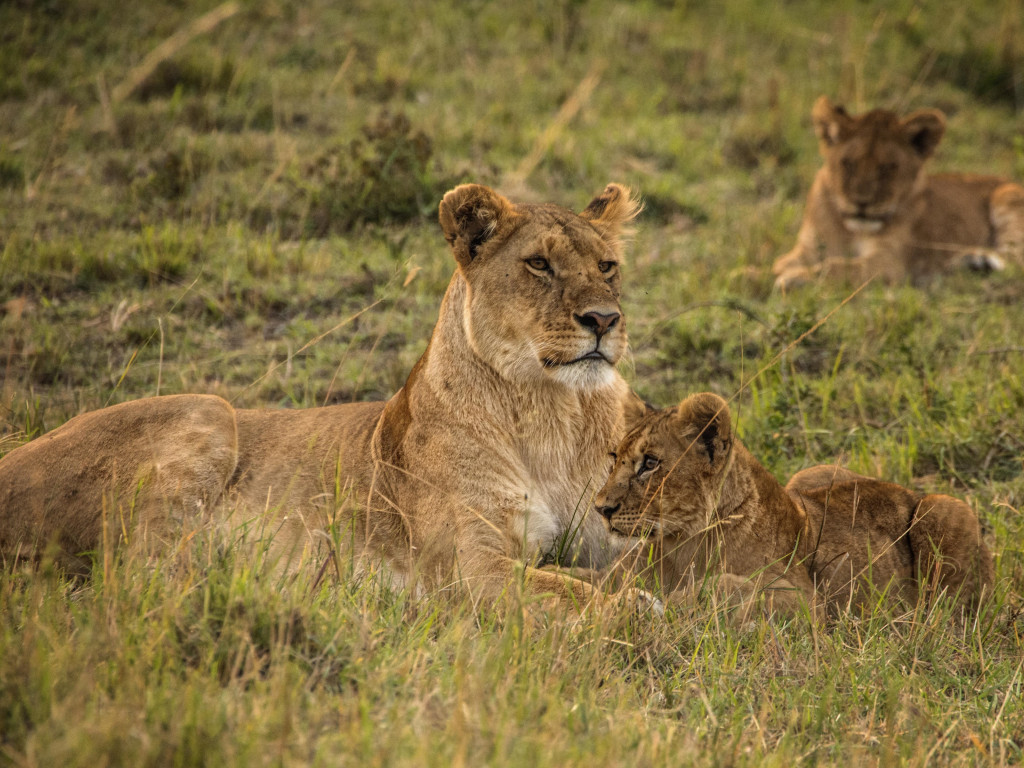 Lioness with cubs from Serengeti wallpaper 1024x768