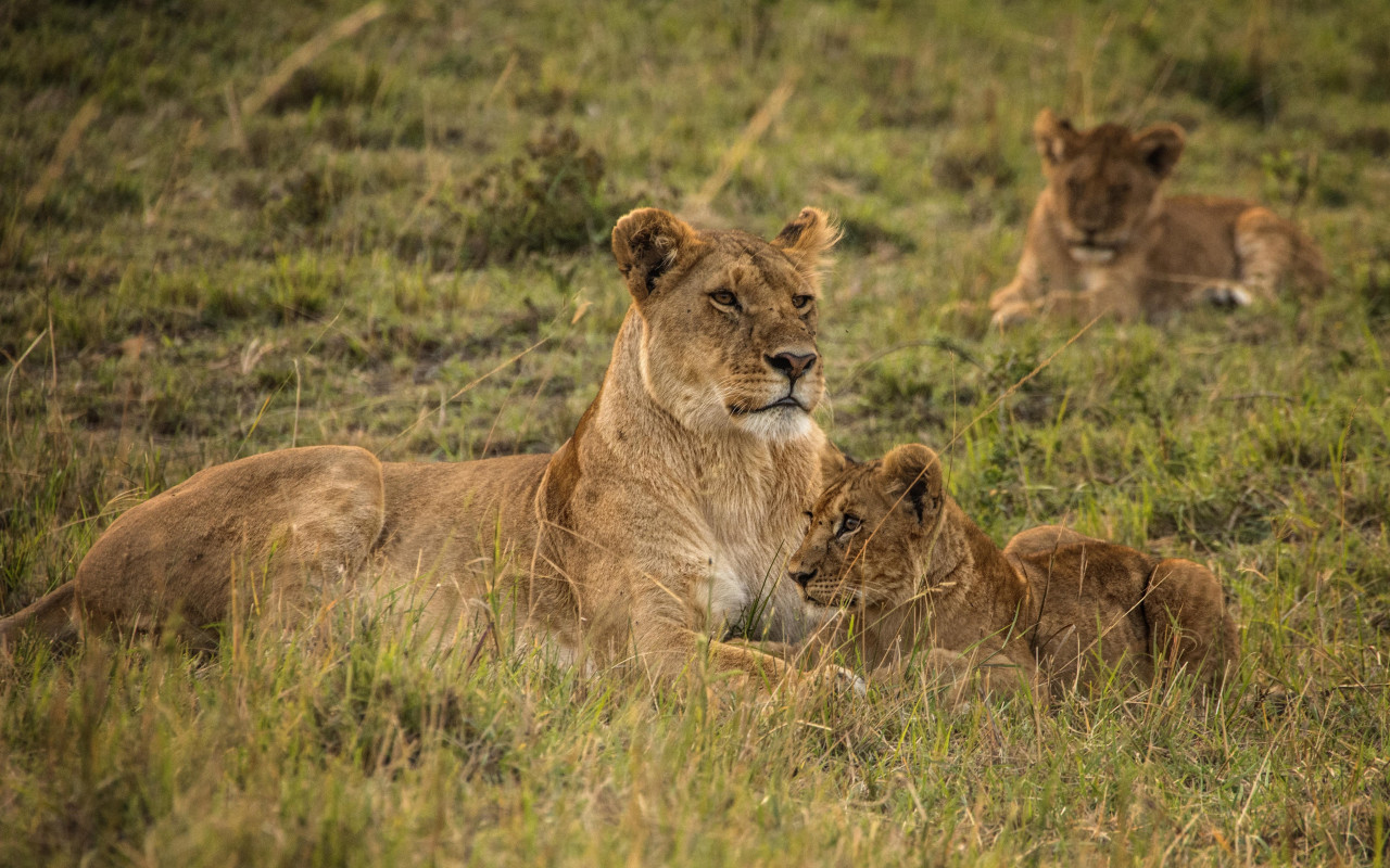 Lioness with cubs from Serengeti wallpaper 1280x800