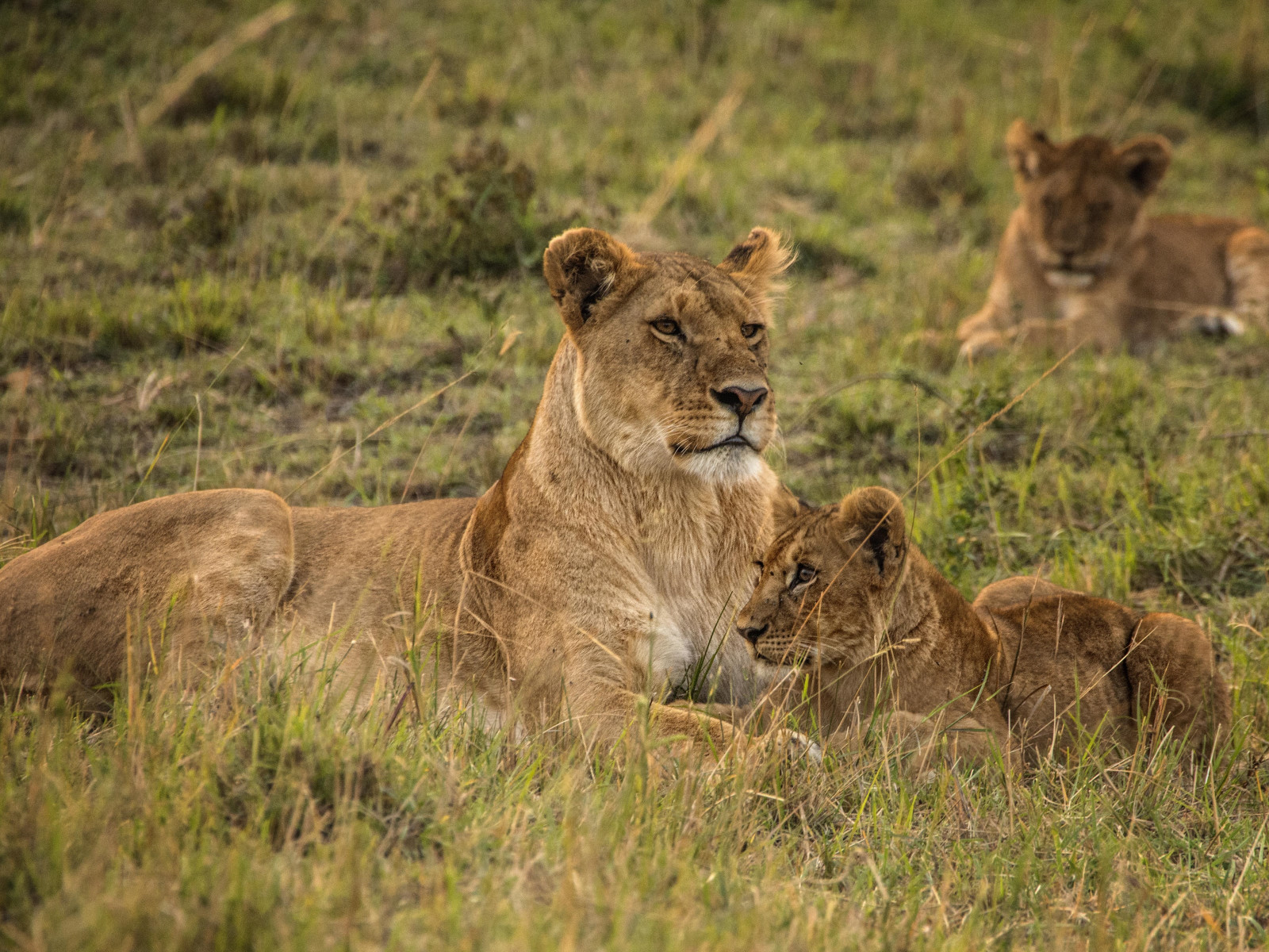 Lioness with cubs from Serengeti wallpaper 1600x1200