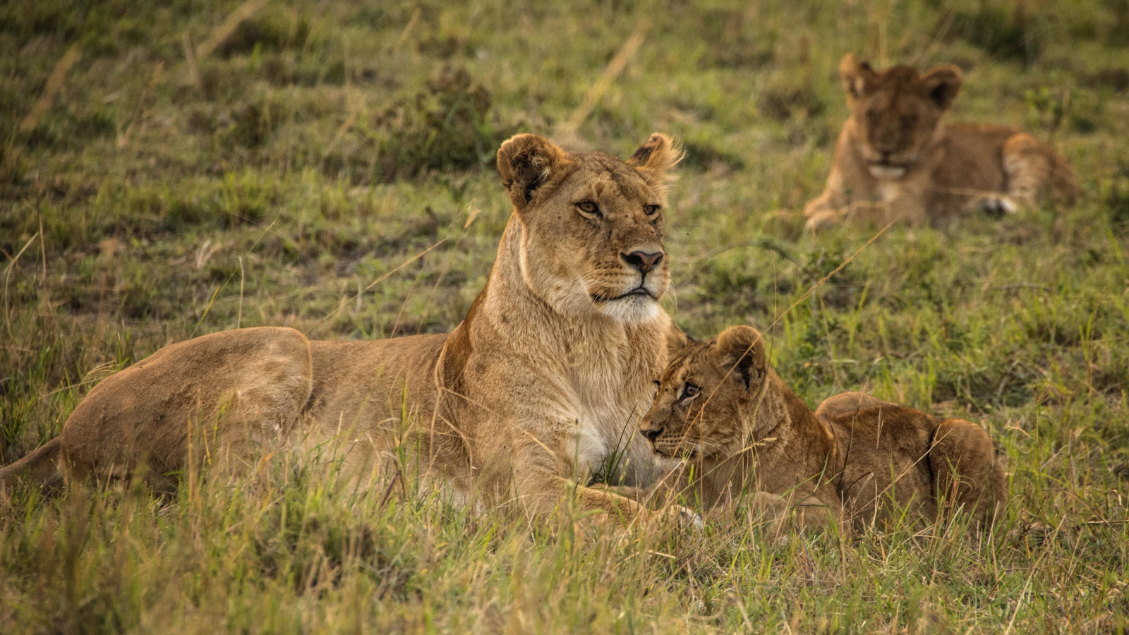 Lioness with cubs from Serengeti wallpaper 1600x900