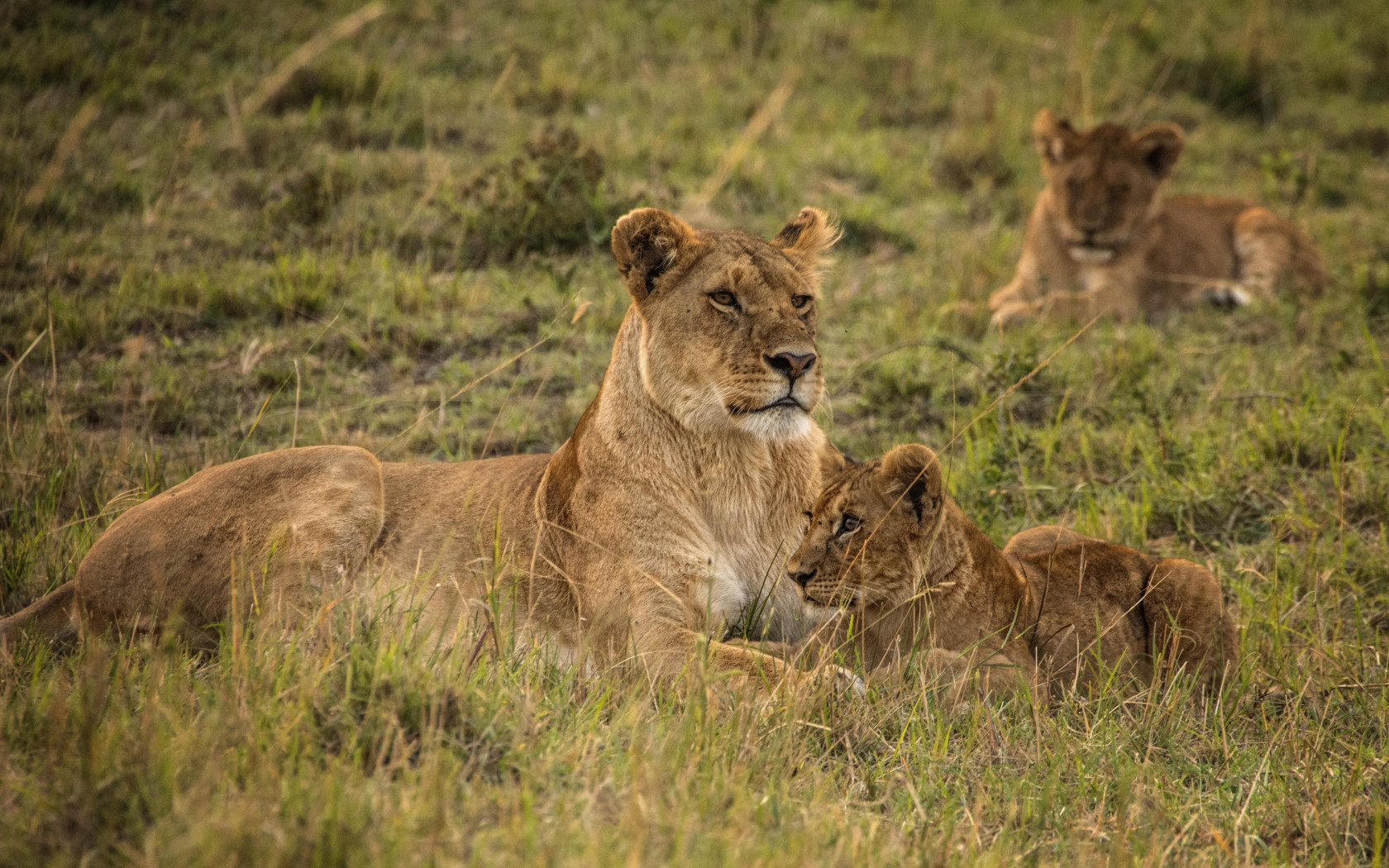 Lioness with cubs from Serengeti wallpaper 1680x1050