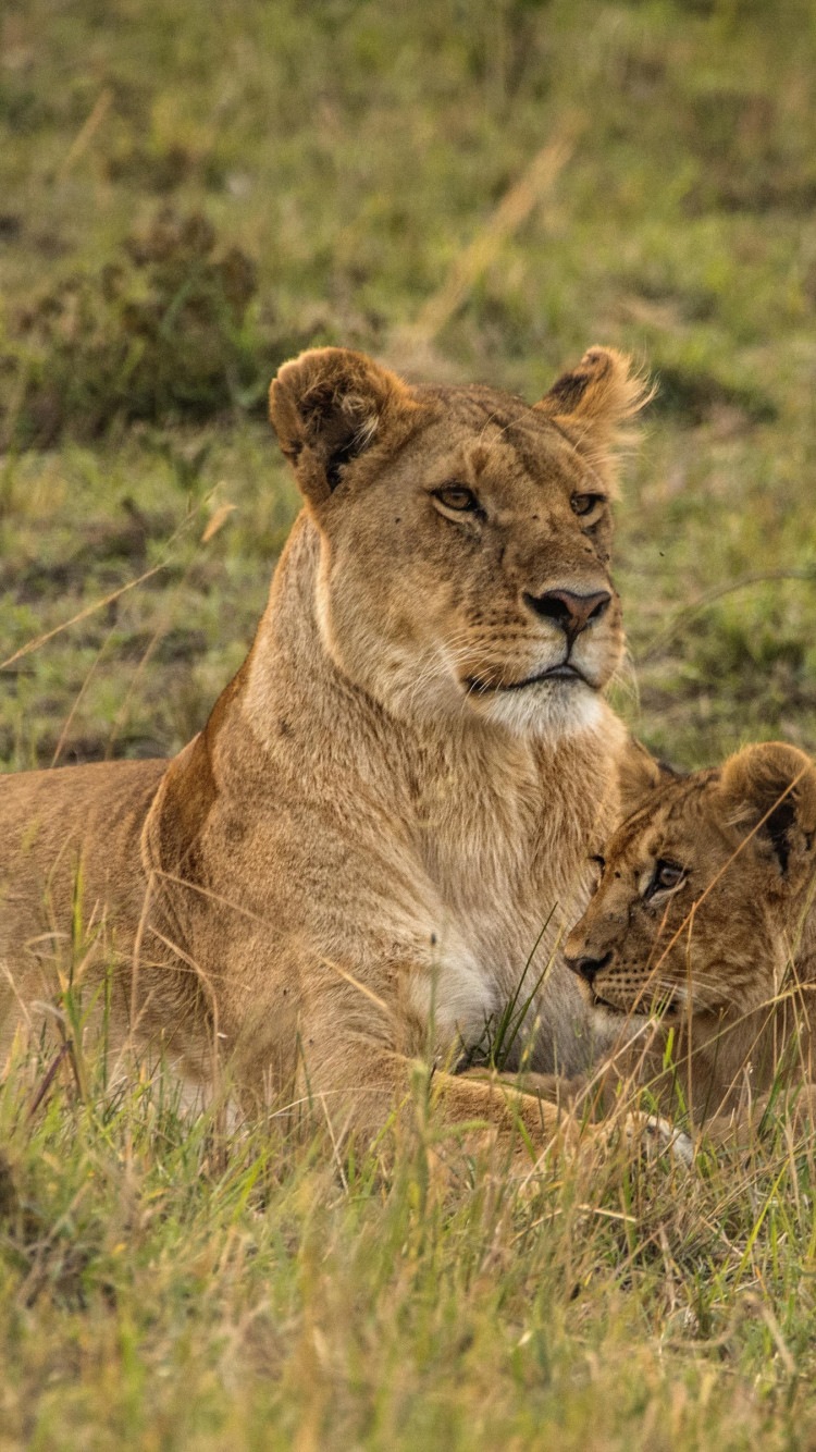 Lioness with cubs from Serengeti wallpaper 750x1334