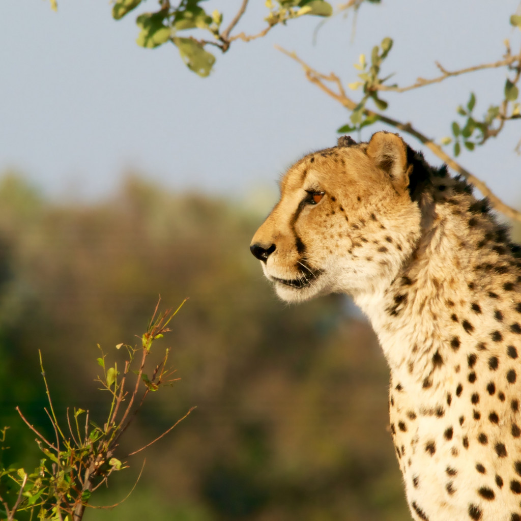 Cheetah in Ngamiland East, Botswana wallpaper 1024x1024