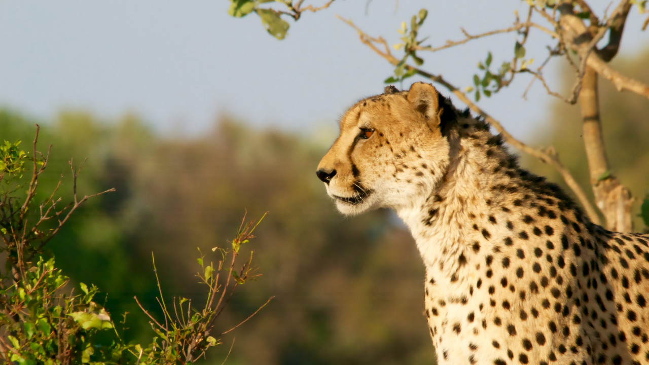 Cheetah in Ngamiland East, Botswana wallpaper 1280x720