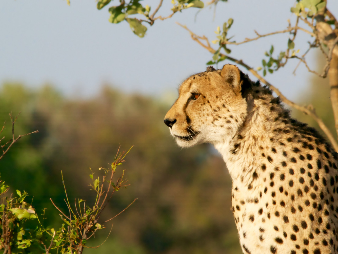 Cheetah in Ngamiland East, Botswana wallpaper 1280x960