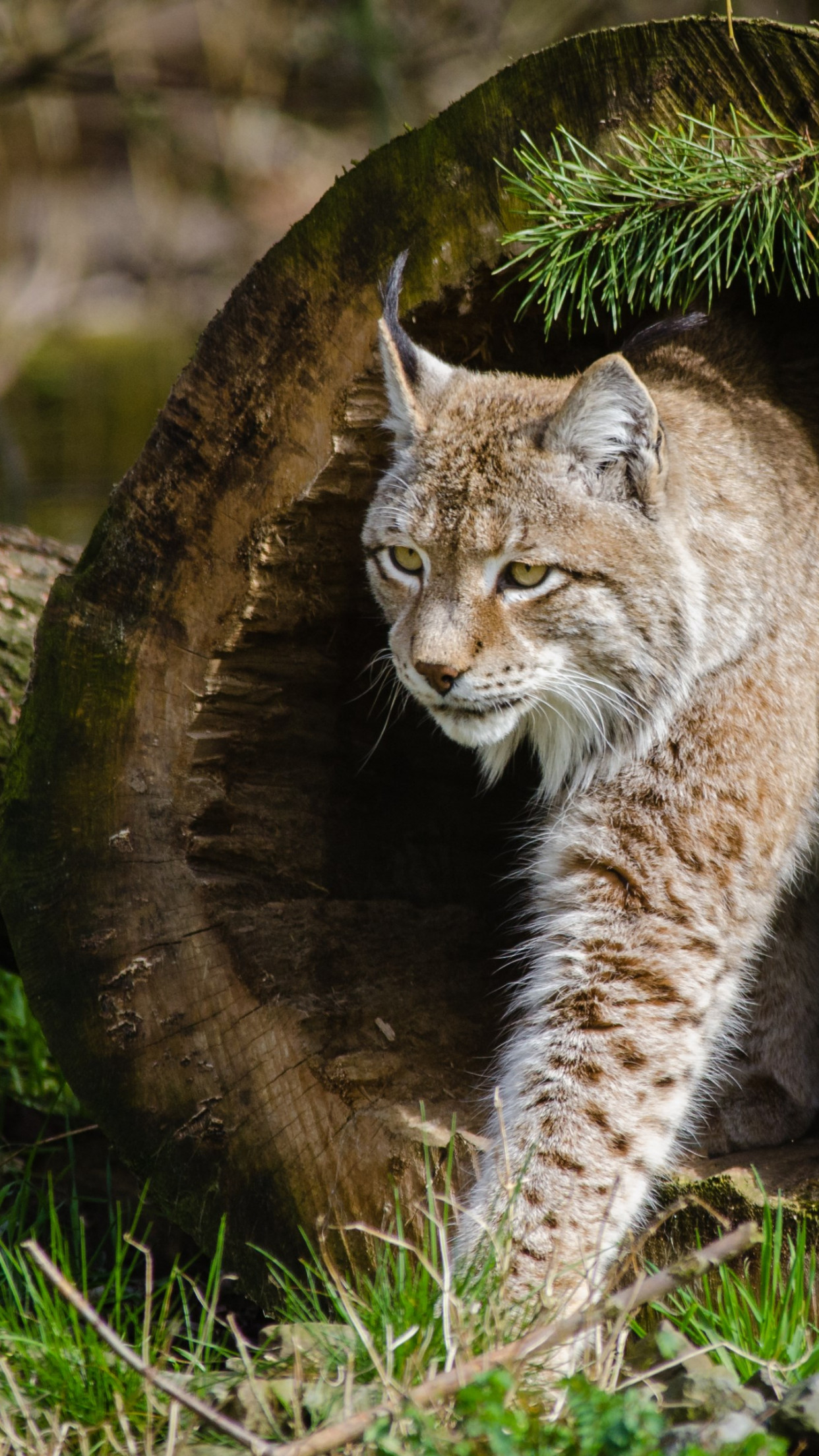 Lynx at the Zoo wallpaper 1242x2208