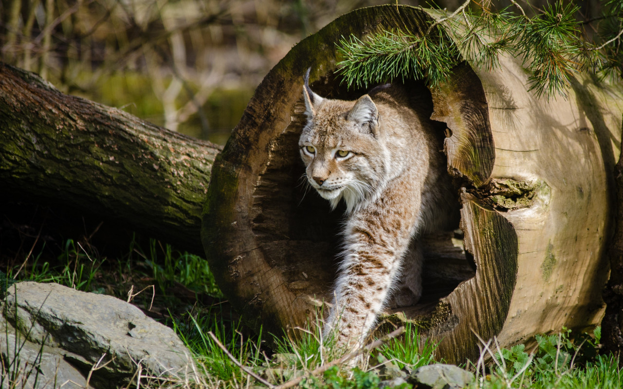 Lynx at the Zoo wallpaper 1280x800