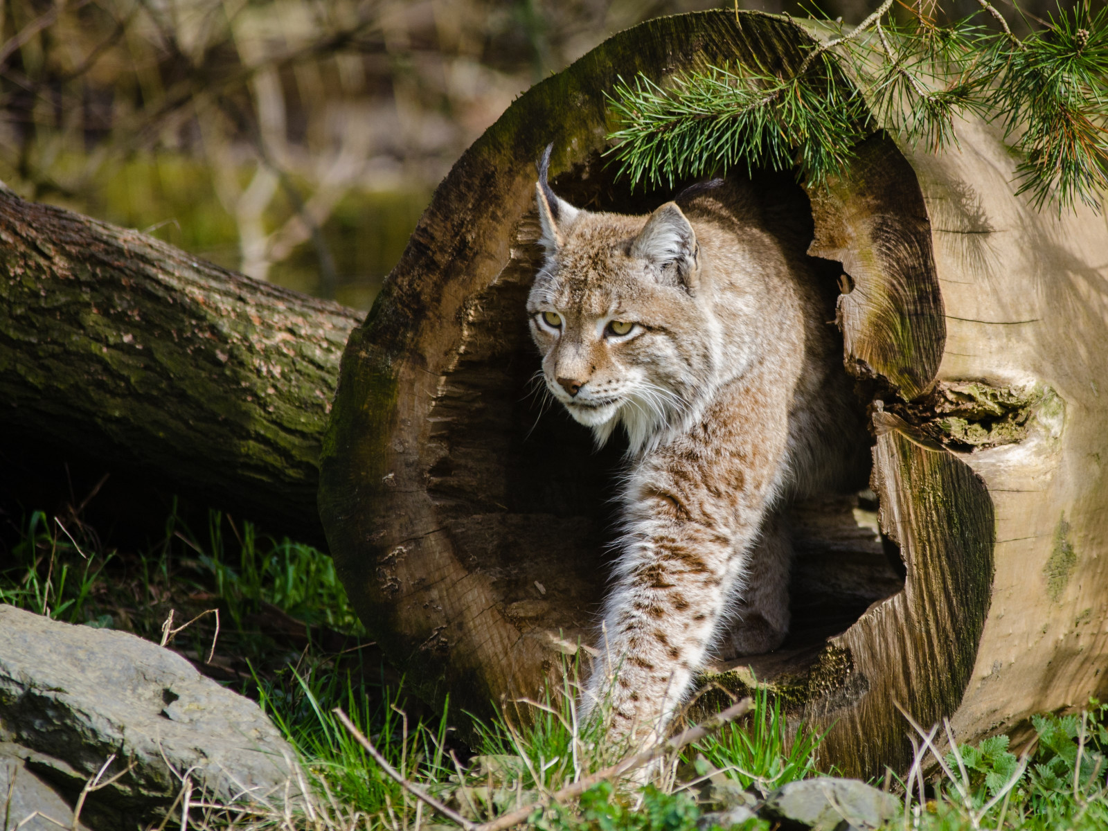 Lynx at the Zoo wallpaper 1600x1200