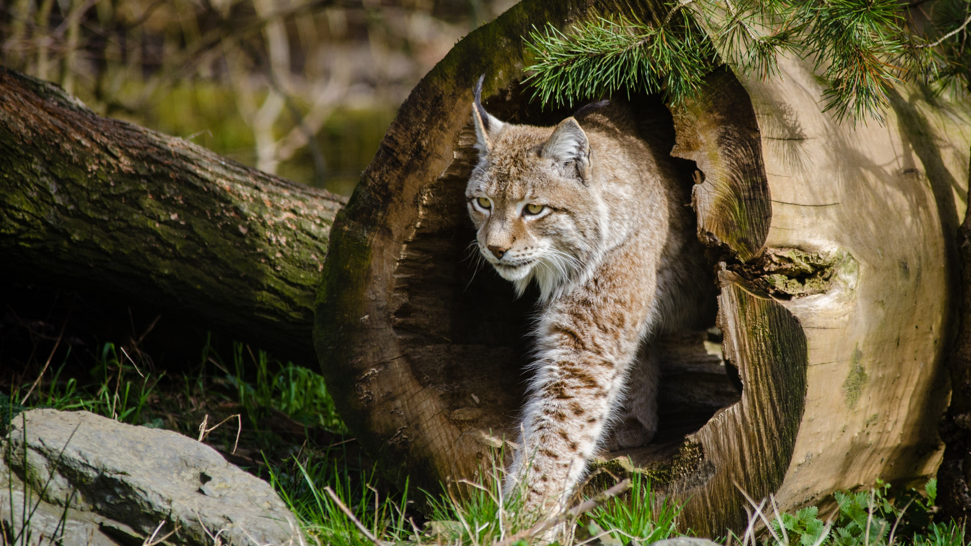 Lynx at the Zoo wallpaper 1920x1080