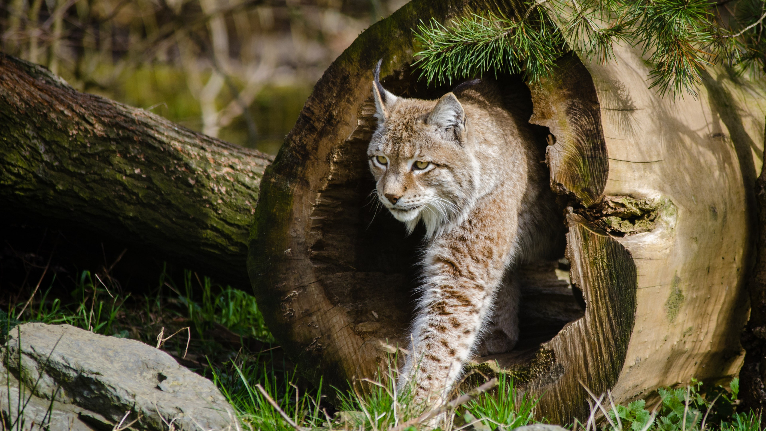 Lynx at the Zoo wallpaper 2560x1440
