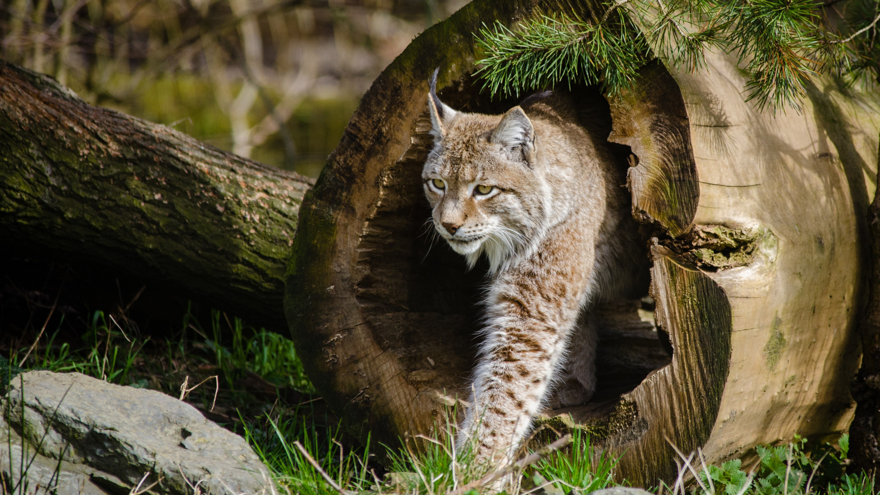 Lynx at the Zoo wallpaper 2880x1620