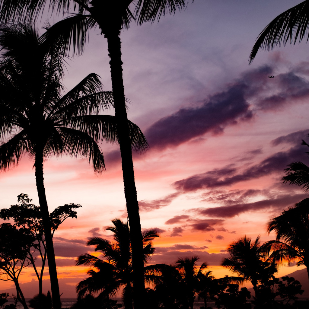 Tropical view with palm trees wallpaper 1024x1024