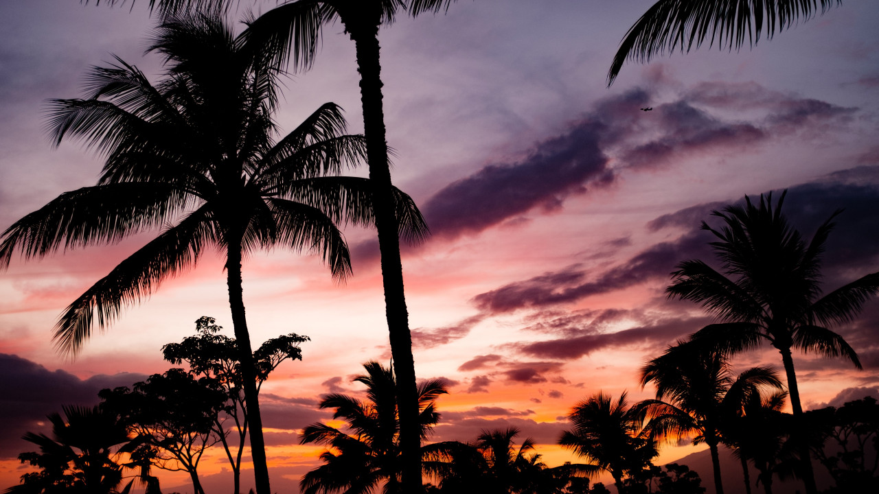 Tropical view with palm trees wallpaper 1280x720