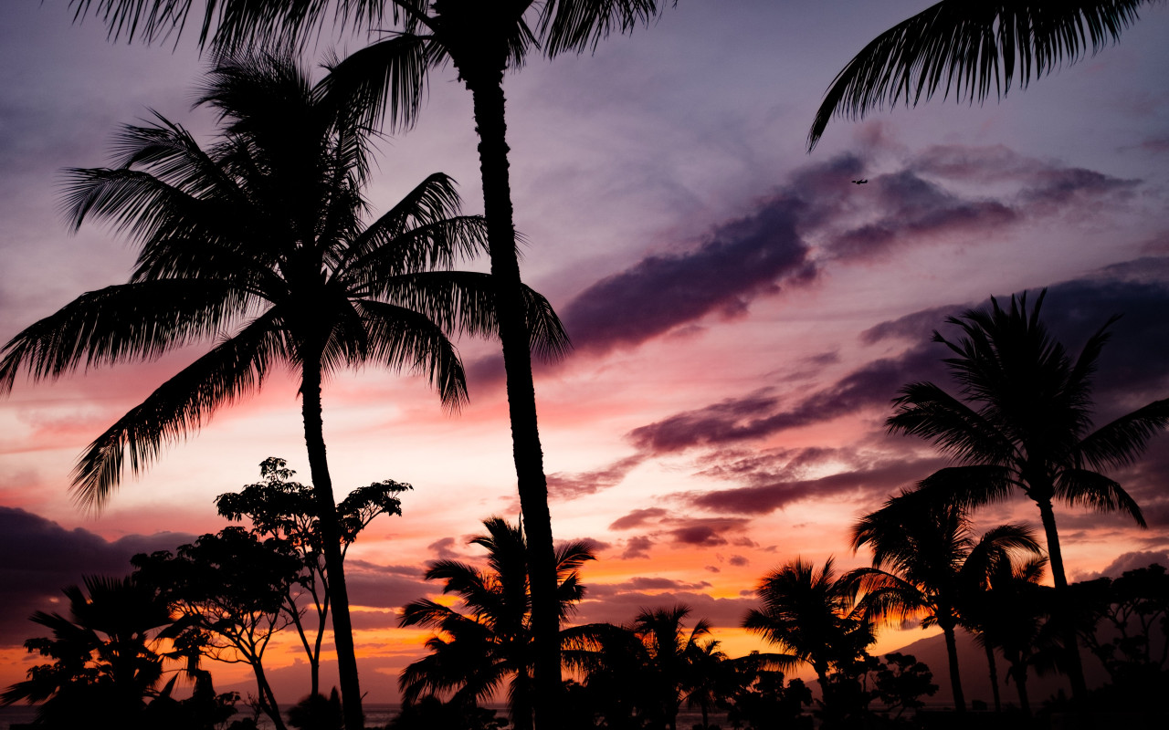 Tropical view with palm trees wallpaper 1280x800