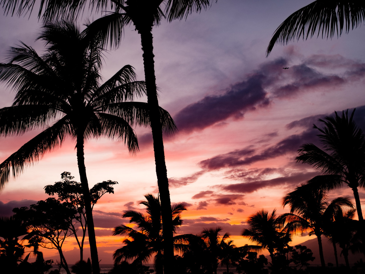 Tropical view with palm trees wallpaper 1280x960