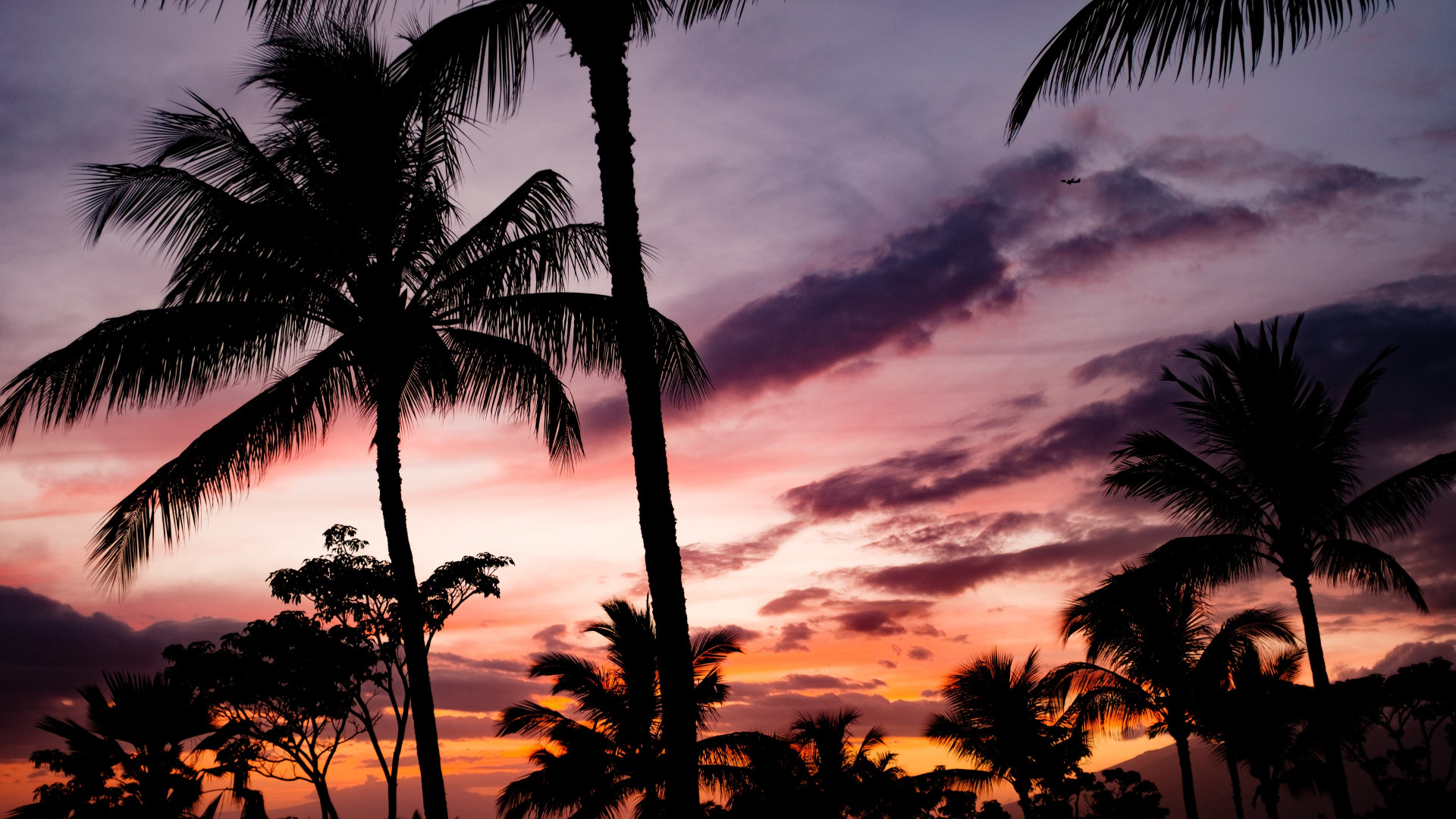 Tropical view with palm trees wallpaper 1920x1080