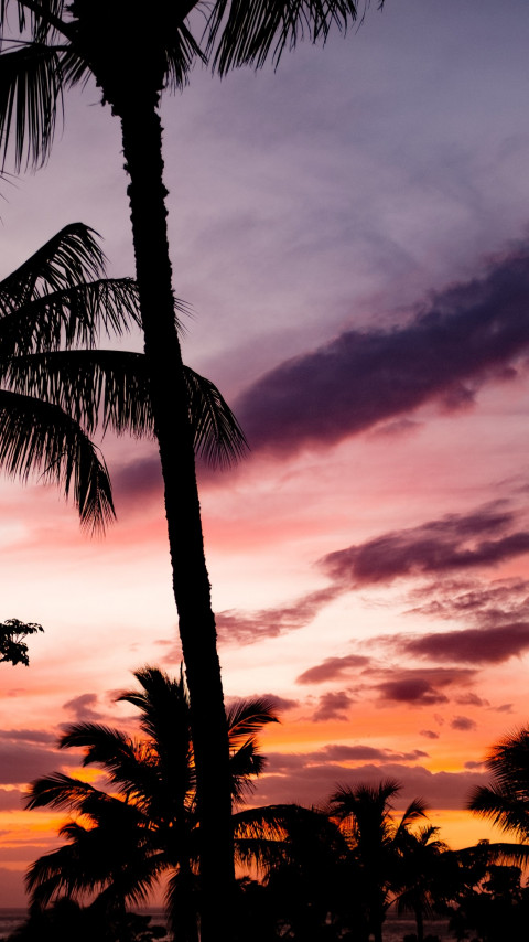 Tropical view with palm trees wallpaper 480x854