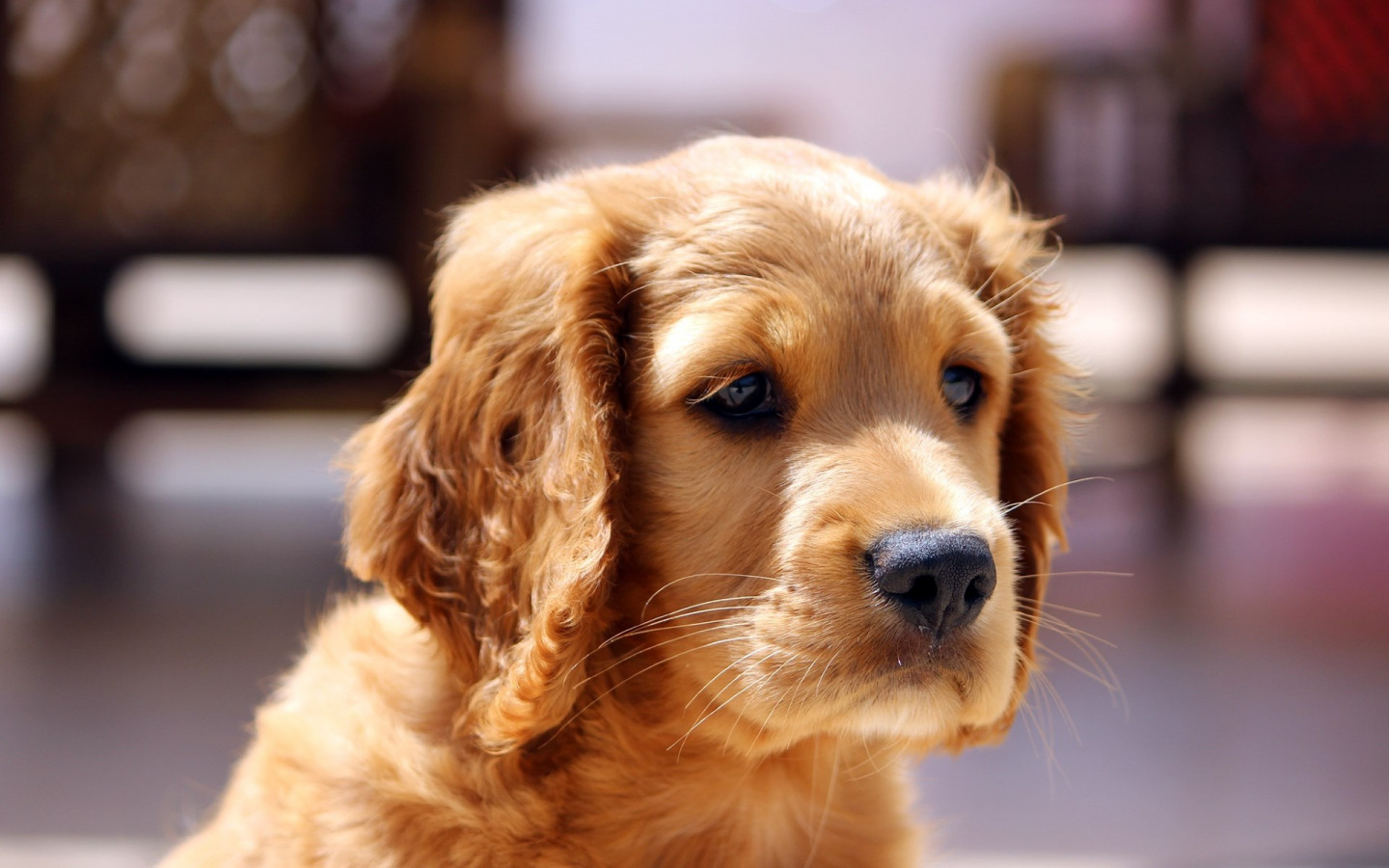 Adorable puppy wallpaper 1440x900