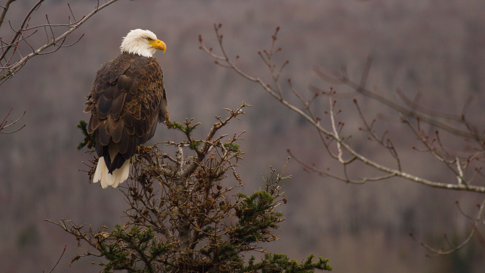 Bald Eagle wallpaper 1920x1080