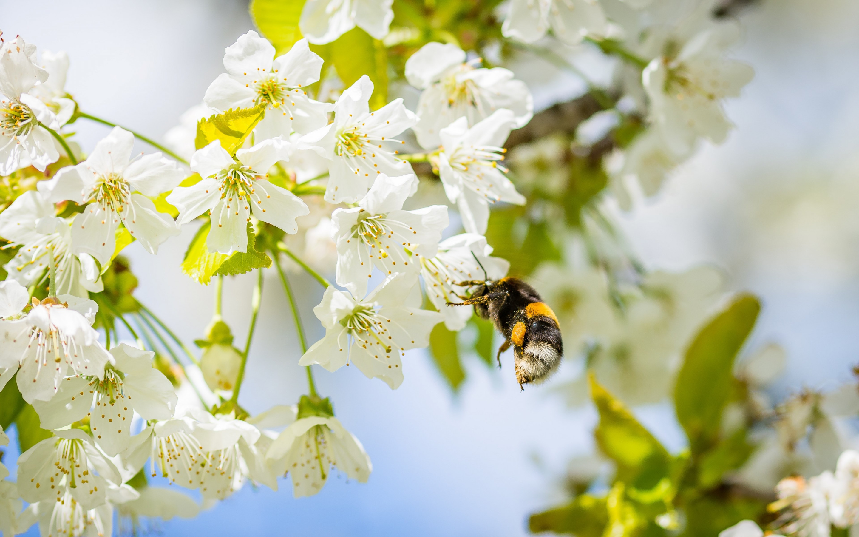 Cherry blossom wallpaper 2880x1800