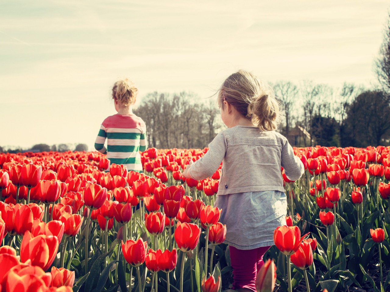 Children in the land with tulips wallpaper 1280x960