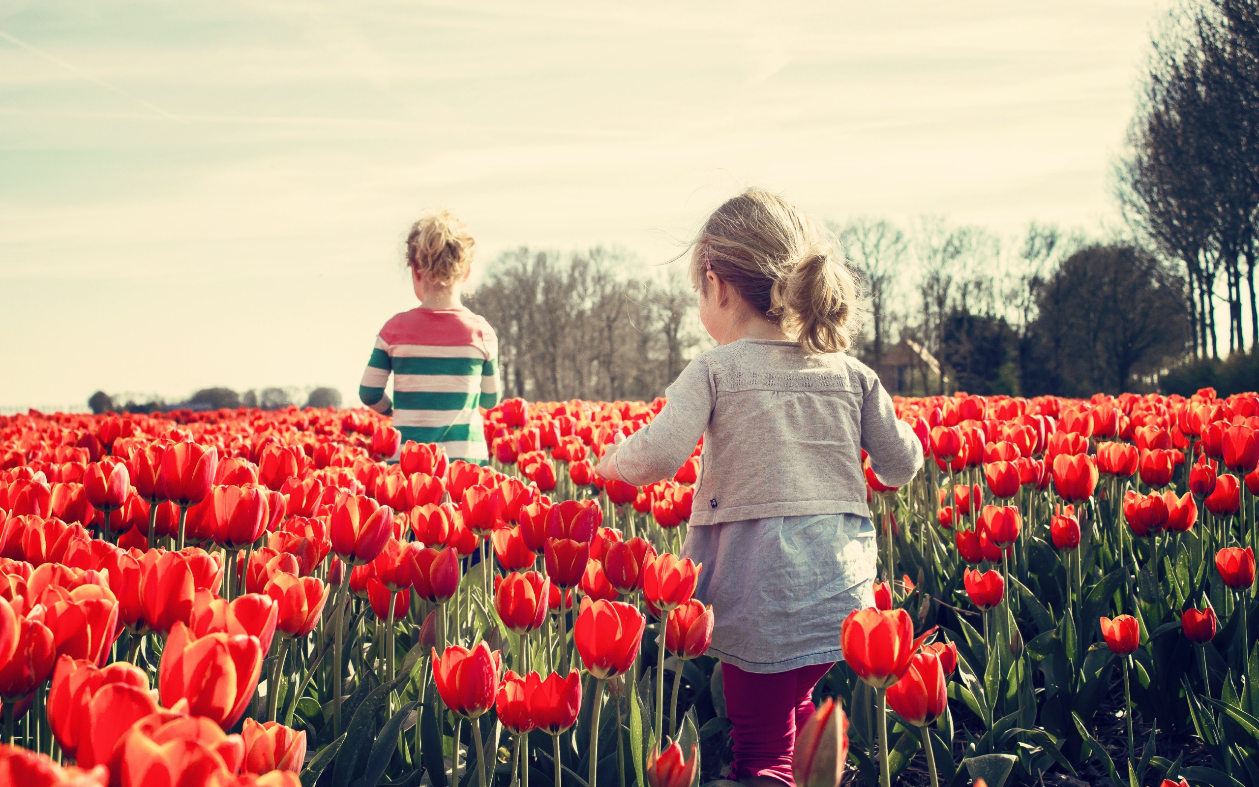 Children in the land with tulips wallpaper 2560x1600