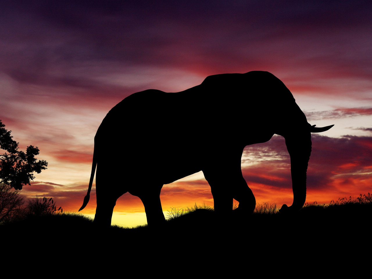 Elephant silhouette wallpaper 1280x960